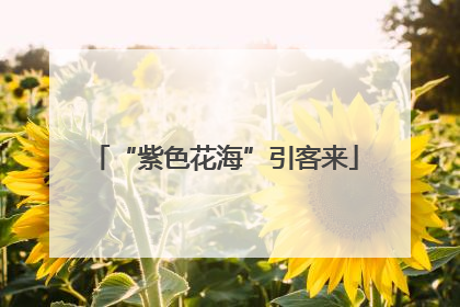 “紫色花海”引客来
