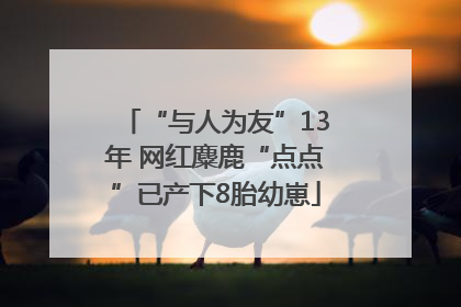 “与人为友”13年 网红麋鹿“点点”已产下8胎幼崽