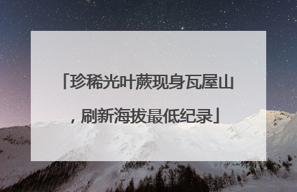 珍稀光叶蕨现身瓦屋山，刷新海拔最低纪录