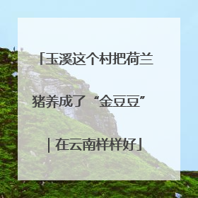 玉溪这个村把荷兰猪养成了“金豆豆”｜在云南样样好