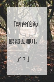 烟台的海鸥都去哪儿了？