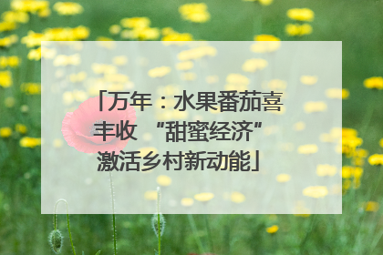 万年：水果番茄喜丰收 “甜蜜经济”激活乡村新动能