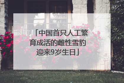 中国首只人工繁育成活的雌性雪豹迎来9岁生日