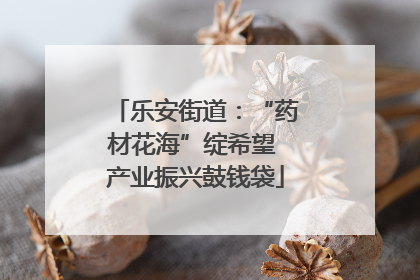 乐安街道：“药材花海”绽希望 产业振兴鼓钱袋
