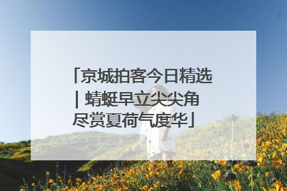 京城拍客今日精选｜蜻蜓早立尖尖角 尽赏夏荷气度华