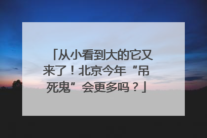 从小看到大的它又来了！北京今年“吊死鬼”会更多吗？