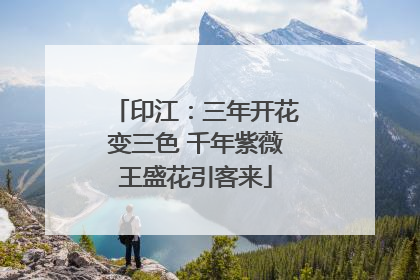 印江：三年开花变三色 千年紫薇王盛花引客来