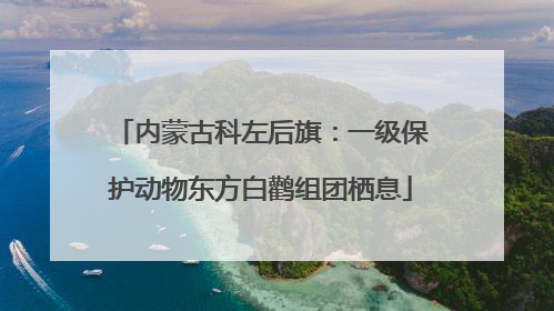 内蒙古科左后旗：一级保护动物东方白鹳组团栖息