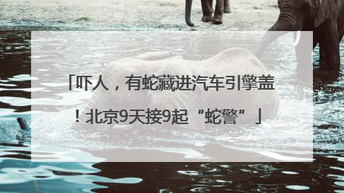 吓人，有蛇藏进汽车引擎盖！北京9天接9起“蛇警”