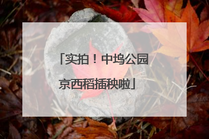 实拍！中坞公园京西稻插秧啦