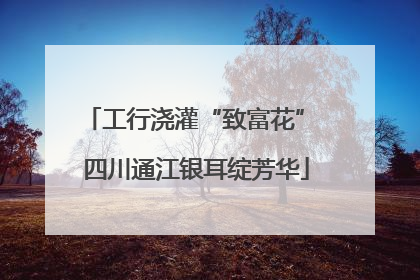 工行浇灌“致富花” 四川通江银耳绽芳华