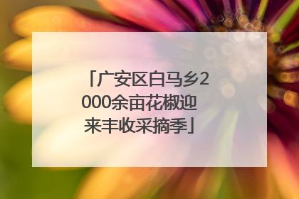 广安区白马乡2000余亩花椒迎来丰收采摘季
