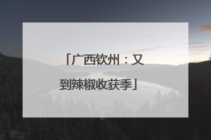 广西钦州：又到辣椒收获季