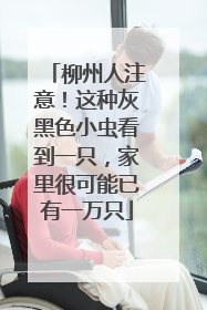 柳州人注意！这种灰黑色小虫看到一只，家里很可能已有一万只