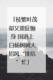 枝繁叶茂却又重症缠身 国道上白杨树树大招风“排危”忙