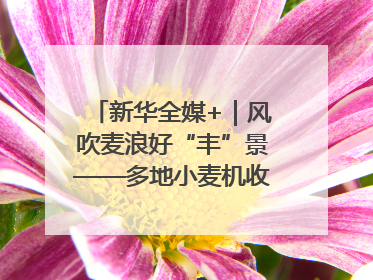 新华全媒+｜风吹麦浪好“丰”景——多地小麦机收一线见闻