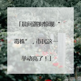 晨间遛狗惊现“毒株”，市民这一举动亮了！