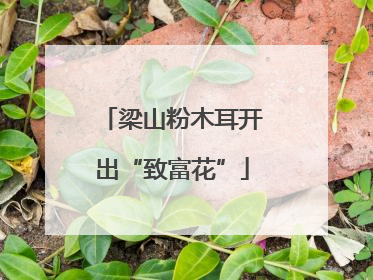 梁山粉木耳开出“致富花”