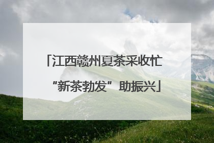江西赣州夏茶采收忙 “新茶勃发”助振兴