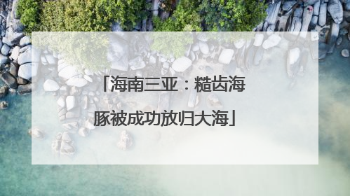 海南三亚：糙齿海豚被成功放归大海