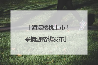海淀樱桃上市！采摘游路线发布