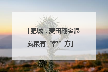 肥城：麦田翻金浪藏粮有“智”方