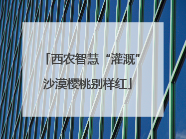 西农智慧“灌溉” 沙漠樱桃别样红