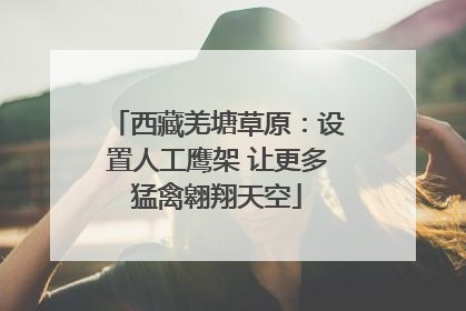 西藏羌塘草原：设置人工鹰架 让更多猛禽翱翔天空