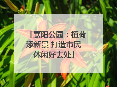 襄阳公园：植荷添新景 打造市民休闲好去处