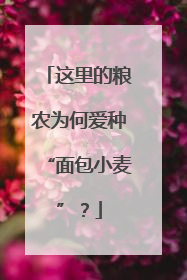 这里的粮农为何爱种“面包小麦”？