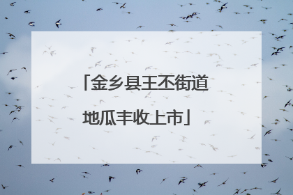 金乡县王丕街道地瓜丰收上市