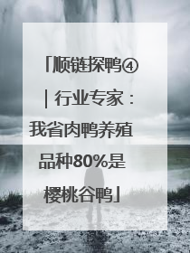 顺链探鸭④｜行业专家：我省肉鸭养殖品种80%是樱桃谷鸭