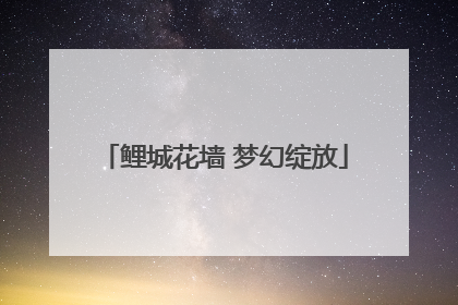 鲤城花墙 梦幻绽放