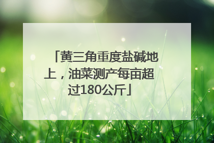 黄三角重度盐碱地上，油菜测产每亩超过180公斤