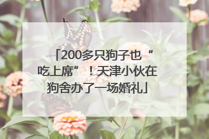 200多只狗子也“吃上席”！天津小伙在狗舍办了一场婚礼